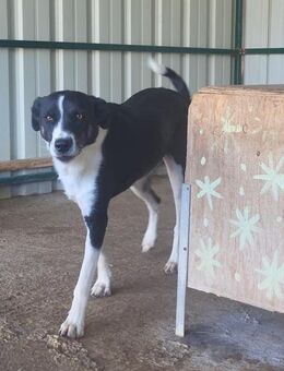 Adam lieber Familienhund - Schlitz