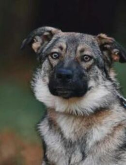 Sanfte Santa sucht ihre Menschen - Duisburg