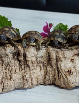 Griechische Landschildkröte NZ 2025 THB Testudo hermanni boettgeri - Thierstein
