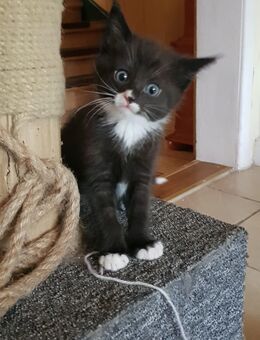 Katze, Katzenbaby. - Wettin-Löbejün