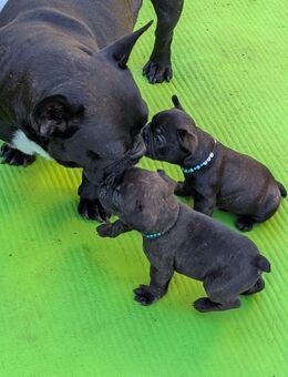 Französische Bulldoggen Welpen - Hoyerswerda