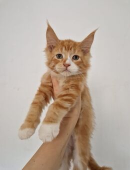 Wunderschöne Maine Coon ragdoll Boy . - Mainhardt