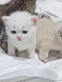 Hallo liebe Katzenlıebhaber - Waltrop