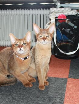 Chausie Kitten mit Stammbaum - Berlin