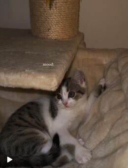 Bkh Kater / kitten - Berlin Mitte