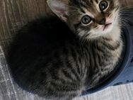Ragdoll Mix Kitten Katze Kätzchen - Aalen