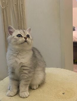 1**Bkh kater - Oldenburg