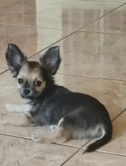 Chihuahuas - Trebur
