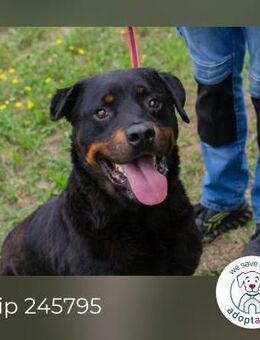 Chip 156926: Sucht ein Zuhause - Kirchzell