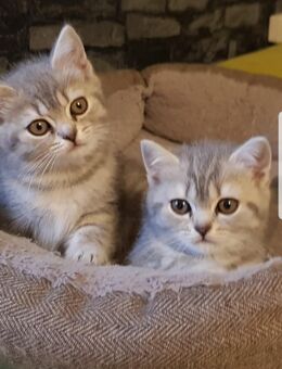 Britische kurzehaare kitten suchen liebevoll zuHause - Dortmund