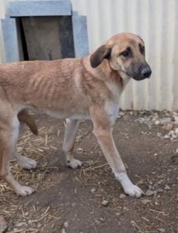 Lieber, zauberhafter Takumi - Kallmünz