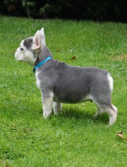 Französische Bulldoggen Welpen - Espelkamp Altgemeinde