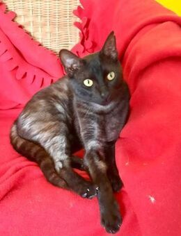 Katzenerfahrenes Home für Choco gesucht - Bad Camberg