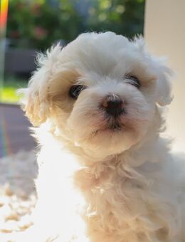 2 Maltipoo Mischlinge - Schweich