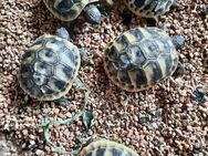 Griechische landschildkröten - Borken