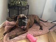 Boxer abzugeben - Sundern (Sauerland)