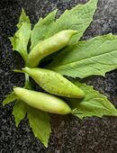 Inka - Gurke in 70569