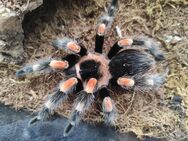 Brachypelma Smithi Hamorii Rotknie - Leipzig