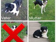 Bordercollie-welpen - Ballhausen