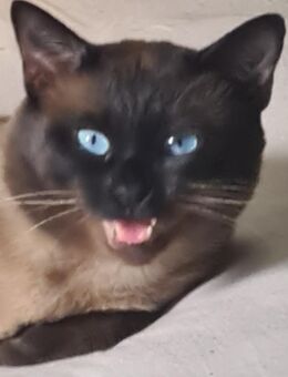 Siam Prinzessin Kitten 🐱❤️ - Köln