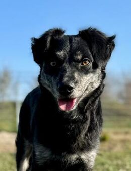 ONU - Einstein auf 4 Pfoten! - Geilenkirchen