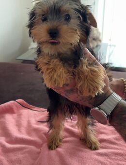 Yorkshire Terrier Hund - Bad Schwalbach Zentrum