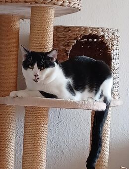 Hallo wir sind Oreo und Keks Zwei Brüder die ein neues liebevolles Zuhause suchen. - Darmstadt Eberstadt