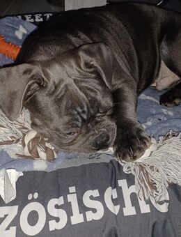 Buddy in liebevolle Hände abzugeben - Gerswalde