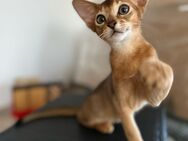 Kitten Abessinier Kitten Auszugsfertig geimpft gechippt Stammbaum Erbkrankheiten freiLinien