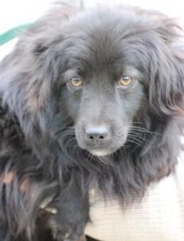 Janu - kinderlieber Jungrüde - Lohra