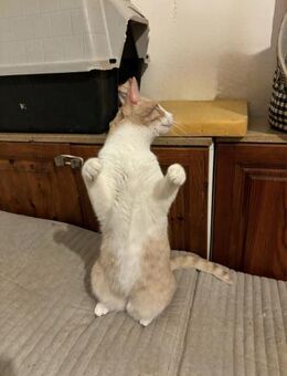 Nick 🐾 schüchtern aber liebesbedürftig - Kirchheim (München)