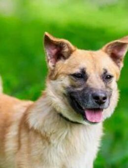 Toller Punsch sucht liebevolles Zuhause - Duisburg