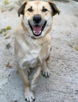 🐶Besonderer Borko💛🆘NOTFALL - Eislingen (Fils)