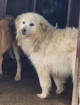 SOS!!!!Armer SAMMY braucht ein Zuhause - Neuberg