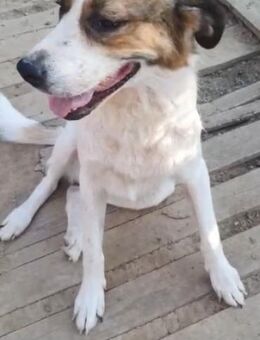 🆘🌟Liebevolle Nika🌟🆘 - Eislingen (Fils)