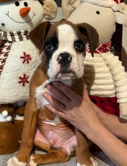 Boxerwelpen Rüden mit Papieren Abgabebereit - Bretzenheim