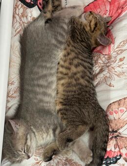 🐾 5 Britisch Kurzhaar Kitten alle mit (Ozean Blauen Augen)Liebevolle Familien gesucht! 🐾 - Hamm Zentrum