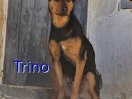 TRINO ❤ EILIG! sucht Zuhause/Pflegestell - Langenhagen