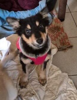 liebenswertes Welpenmädchen Ula - Kallmünz