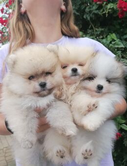 Reinrassige Pomeranian Welpen - Kyritz