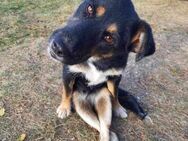🆘Gnadenplatz gesucht für Perla🆘 - Eislingen (Fils)