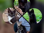 4 Kitten suchen ein neues Zuhause - Barkhagen