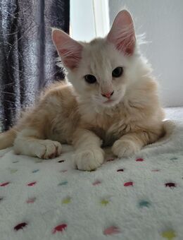 Maine coon kitten Kater - Lübeck
