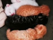 Katzen, Kitten BLH und BKH Mix - Taufkirchen (Vils)