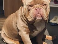 MAILO 3 JAHRE SUCHT EIN Neues Zuhause - Bad Segeberg