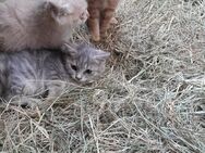 Katzen in liebevolle Hände abzugeben - Marxheim