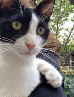 Einzelkatze TAIA (verschmust, Freigang) - Köln