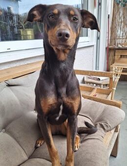 Samba - lieb, wunderschön, fröhlich 🥰 - Duisburg