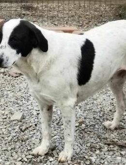 VASOULA - sehnt sich nach Geborgenheit - Aerzen