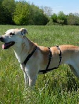 Simba - Sportskanone mit Jagdtrieb - Berlin